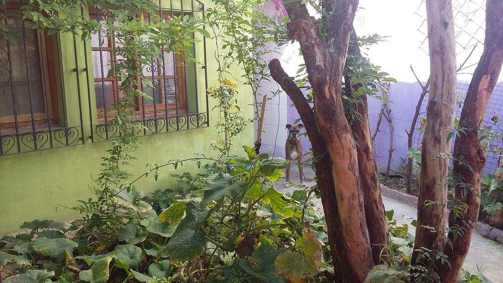 Hospedaje La Rana Buenos Aires Eksteriør bilde